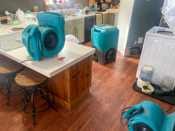 Best Mold removal after water damage  in Caruthersville, MO