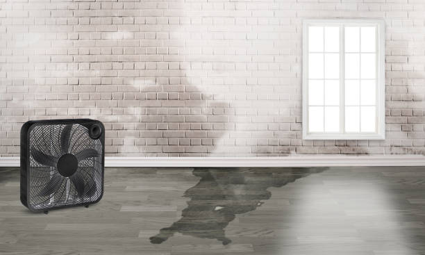 Best 24/7 water damage repair  in Caruthersville, MO