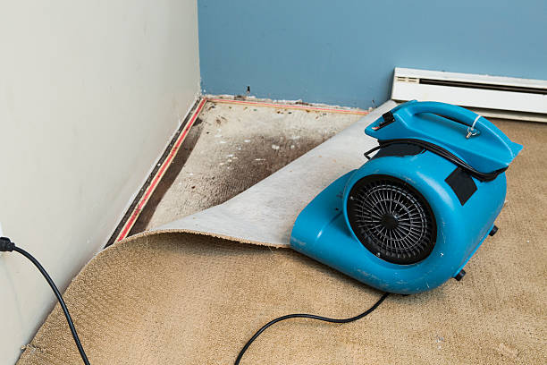 Best Mold removal after water damage  in Caruthersville, MO
